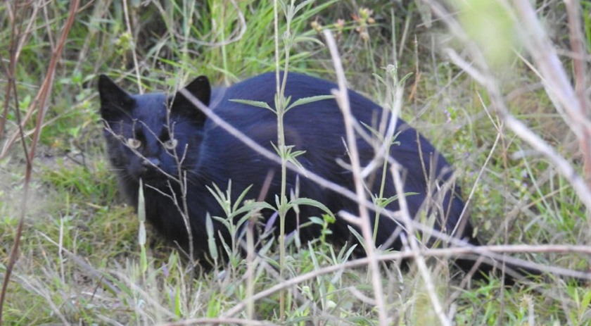 Gato palheiro melânico é flagrado em Parque Estadual no Mato