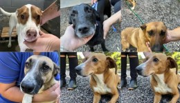 Campanha busca dar “match” entre cães e novos tutores